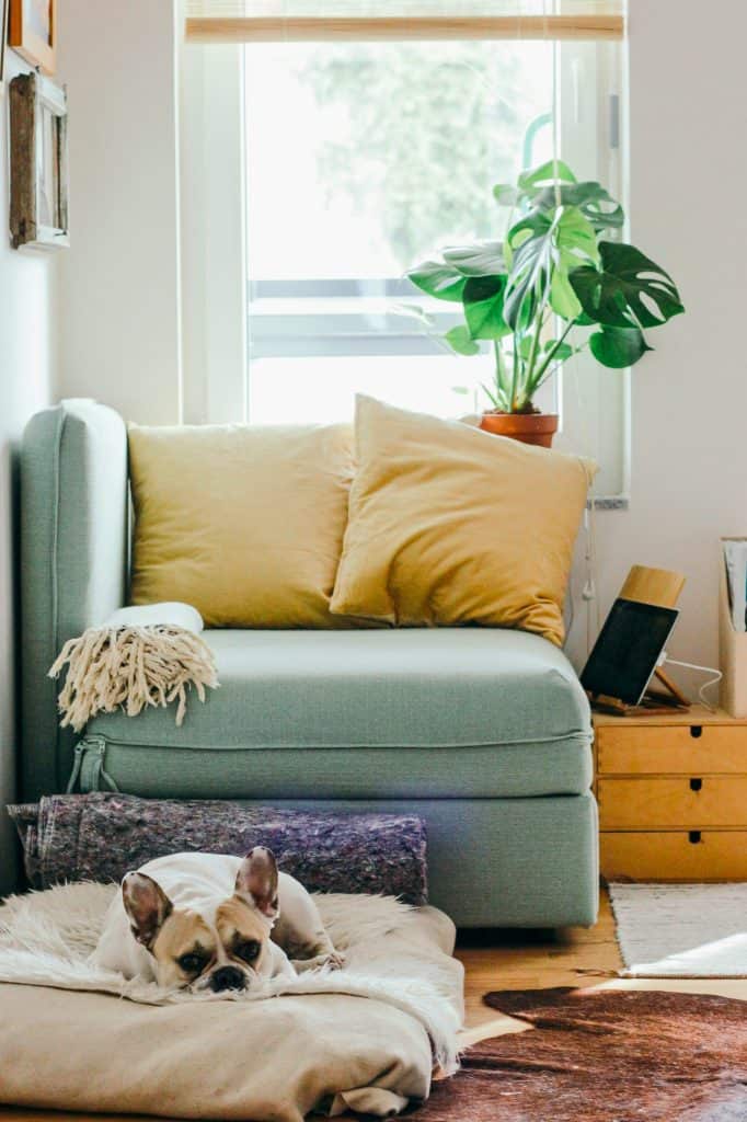 Blue sofa chair with two yellow pillows set in front of an open window with a plant on the windowsill and an end table with a iPad on top. Dog resting on a dog bed on the floor.